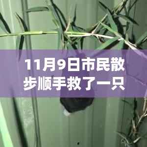 散步奇遇,救助‘鸟界二哈’的自我成长启示