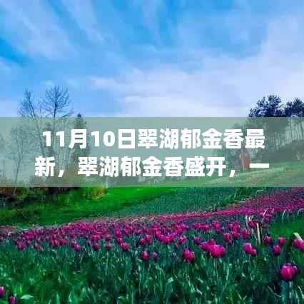 翠湖郁金香盛开,寻找内心平静的芳香之旅记实报道