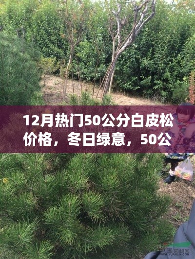 冬季热门,50公分白皮松的价格与温馨故事,冬日绿意盎然
