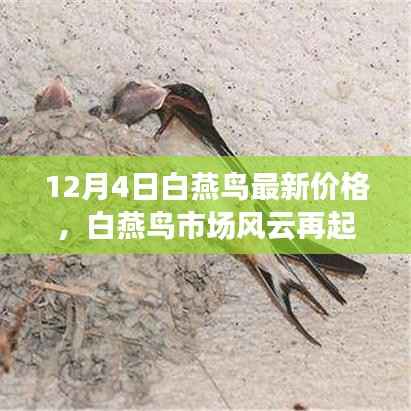 探寻白燕鸟市场风云，最新价格揭秘与背后的故事