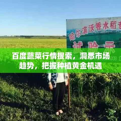 百度蔬菜行情搜索，洞悉市场趋势，把握种植黄金机遇