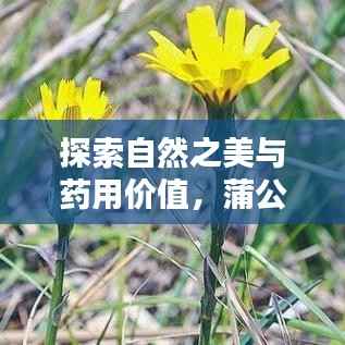 探索自然之美与药用价值,蒲公英的世界等你来发现