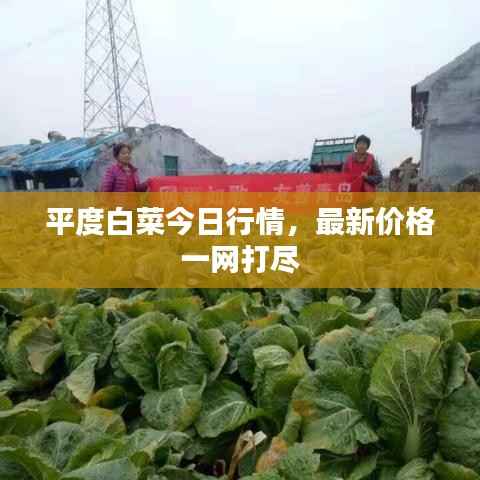 平度白菜今日行情,最新价格一网打尽