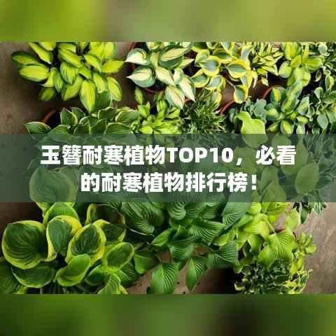 玉簪耐寒植物TOP10,必看的耐寒植物排行榜!