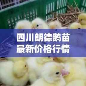 四川朗德鹅苗最新价格行情解析